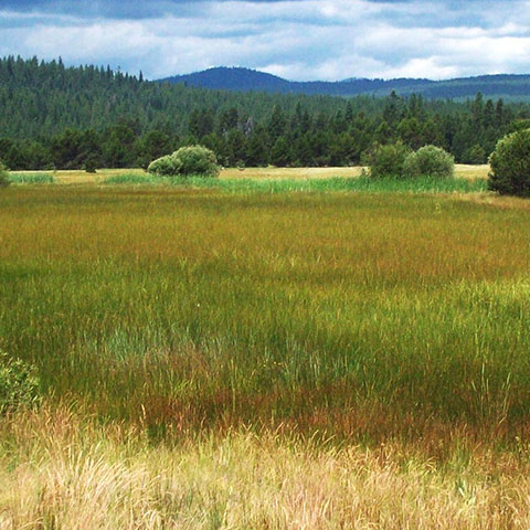 prairie-grass