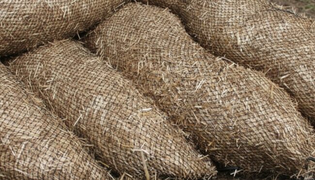 12 Straw Wattle Image 2