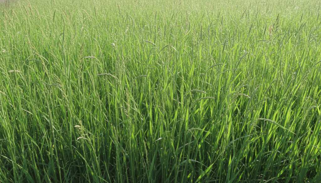 33 261 Stormwater Southwest Image 1