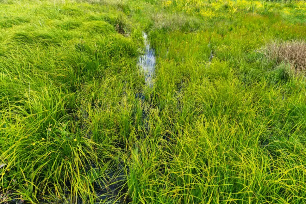 34 171 Wetland Rehab Image 1