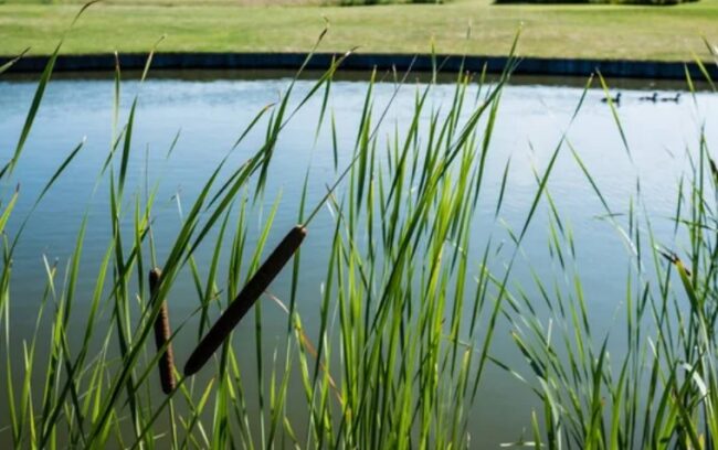 34 181 Emergent Wetland Image 1