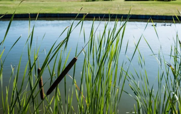 34 181 Emergent Wetland Image 1