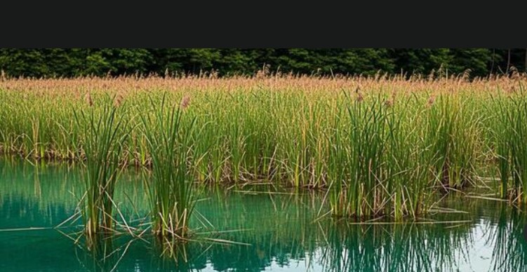 34 262 Wet Prarie Image 1