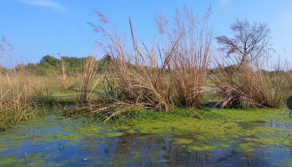 34 271 Wet Meadow S & W Image2