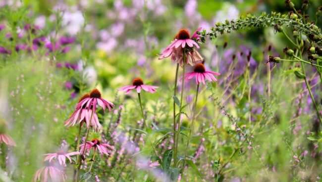 35 421 Dry Prarie Nw