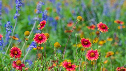 35 541 Mesic Prairie Sw Image 1