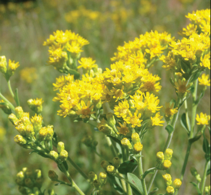 35 621 Dry Prairie Se