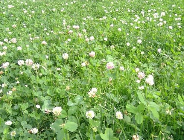 35 641 Mesic Prairie