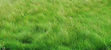 36 411 Woodland Edge Nw