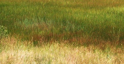 36 711 Woodland Edge Central