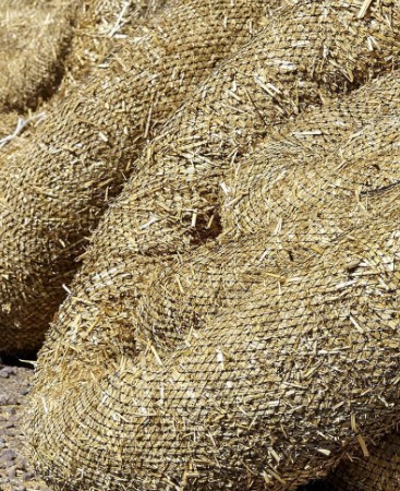 9 Straw Wattle Image 1