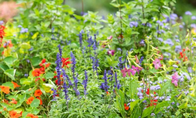 Colorburst Annuals Image 1