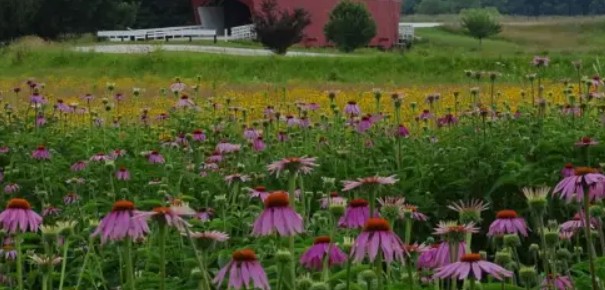 Dry Forbs Native Wildflower