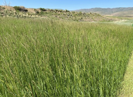 Dry Mixed Height – Grass Image 1