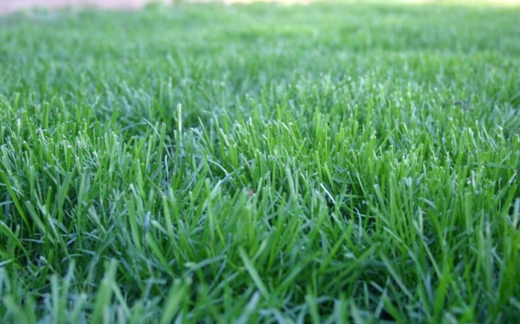 Gold Blend Sod Image 1