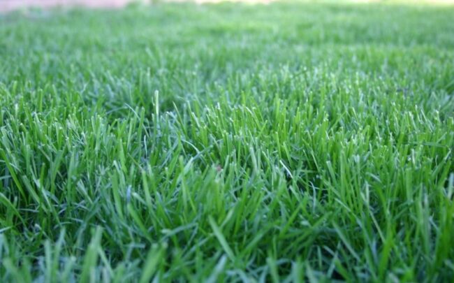 Gold Blend Sod Image 1