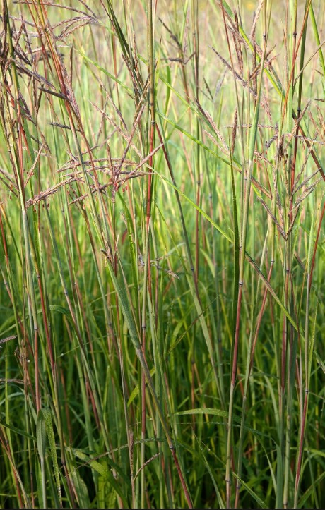 High Energy Fall Deer Grub Image 1