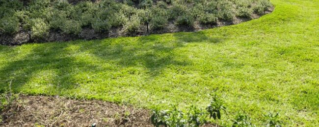 Low Light Partial Shade Image 1