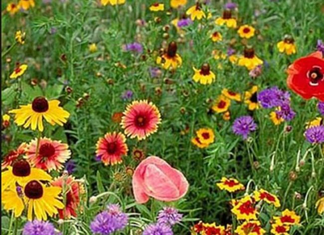 Mesic Forbs Native Wildflowers