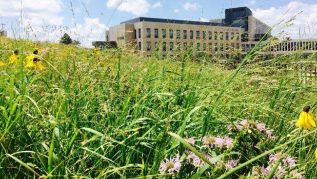 Mesic Mixed Height Grass Image 2