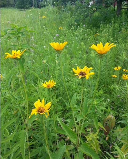 Midwest Sunny Wildflower Mix Image 1