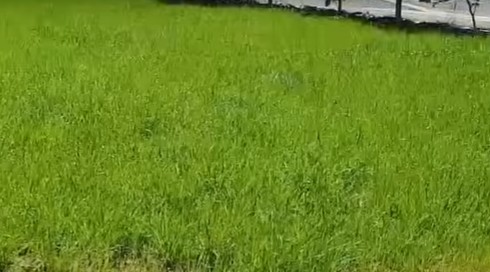 Quick Start Rapid Germination Image 1