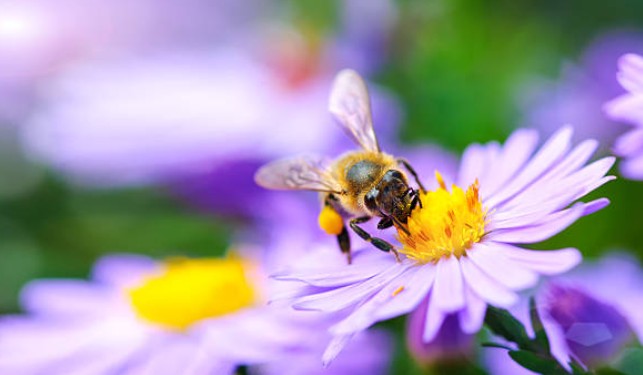 Ramy Bee Lawn Image 1