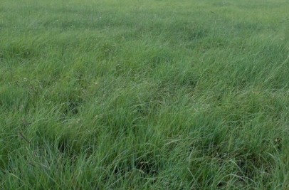 Short Grass Prairie Imge 1