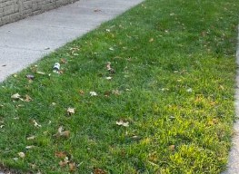 Street Side Boulevard Salt Tolerant