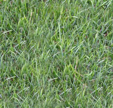 Tri Play Premium Ryegrass Blend