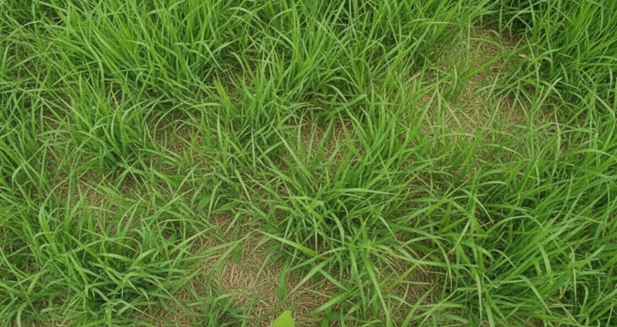 Trophy Buck High Protein Image 2