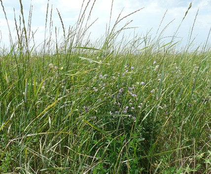 Upland Nesting Cover Image 2