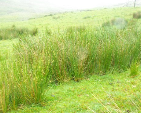 Wet Grasssedgerushes Image 1
