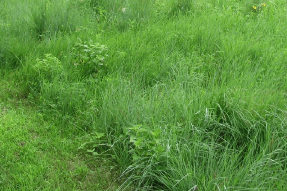 Woodland Edge South And West