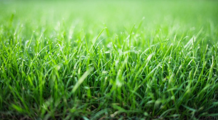 Piper Creeping Grass