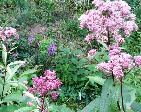 Wet Forbs (native Wildflowers)